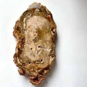 Earthy Brown Petrified Wood slice